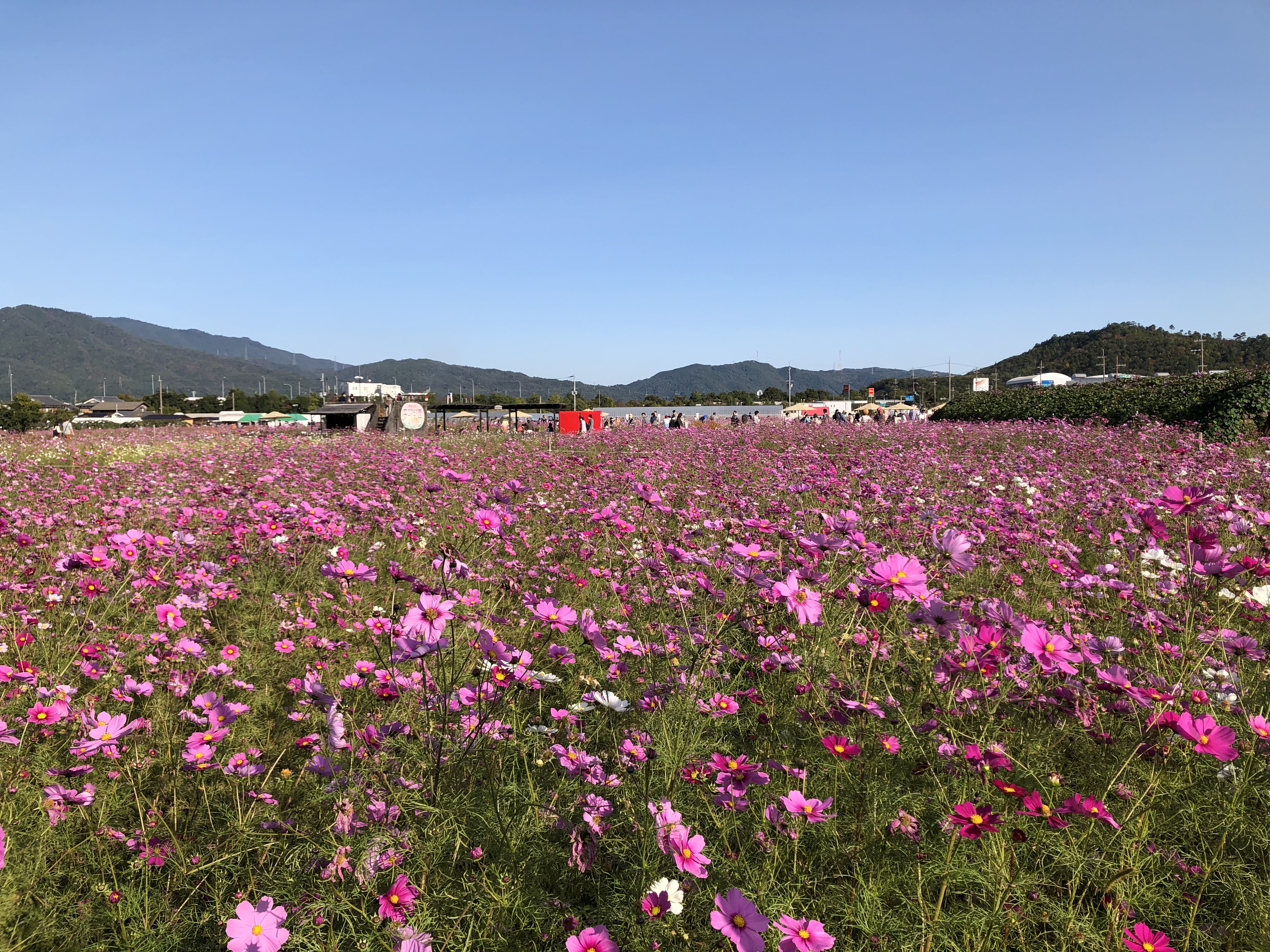 亀岡夢コスモス園 Priya Design Architect Associates プリヤデザイン一級建築士事務所 Priya Design Architect Associates プリヤデザイン一級建築士事務所 亀岡夢コスモス園 Priya Design Architect Associates プリヤデザイン一級建築士事務所 Priya Design Architect Associates プリヤデザイン一級建築士事務所